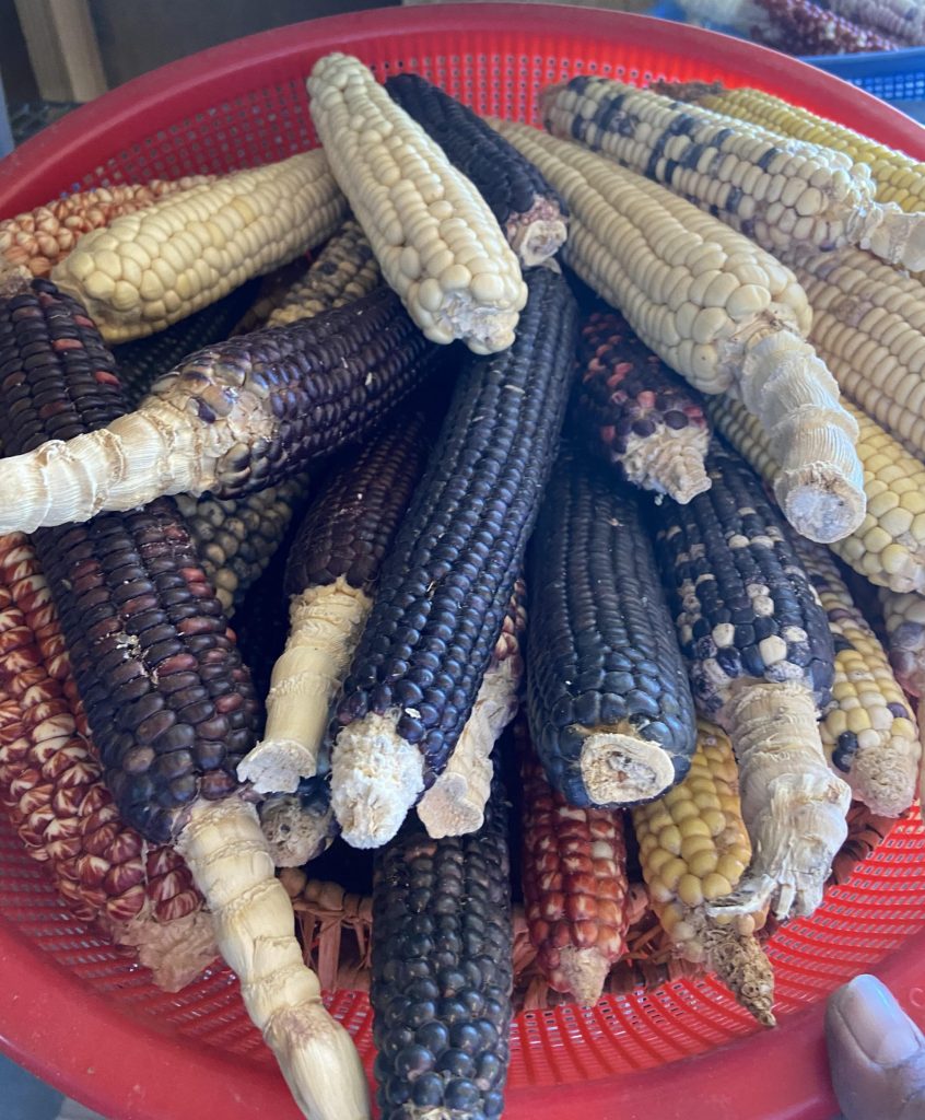 Hopi Corn